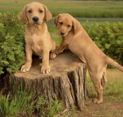 Stunning Ftch dark fox red Labradors for sale in Manchester, Greater Manchester