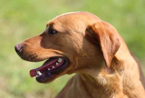 Stunning Ftch dark fox red Labradors for sale in Manchester, Greater Manchester