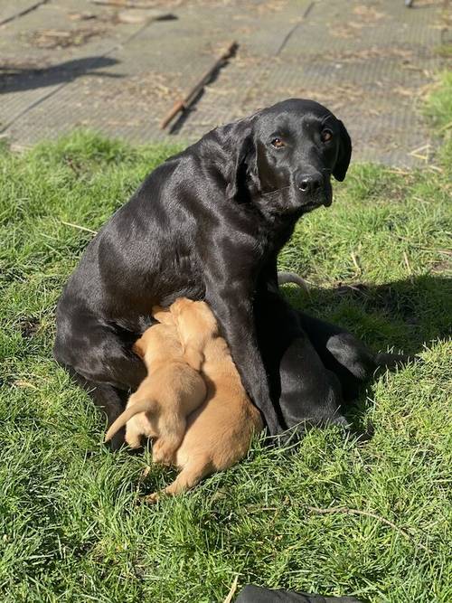 Ready now ftch Labrador puppies for sale in Greater Manchester - Image 12