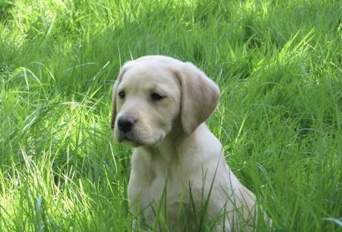 Ready now ftch Labrador puppies for sale in Greater Manchester - Image 7