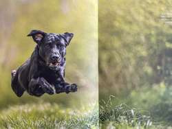 Stunning Fully health tested, kc registered puppies. for sale in Sleaford, Lincolnshire | Image 2