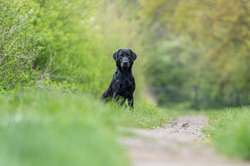 Stunning Fully health tested, kc registered puppies. for sale in Sleaford, Lincolnshire | Image 3