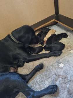 Stunning Fully health tested, kc registered puppies. for sale in Sleaford, Lincolnshire | Image 4