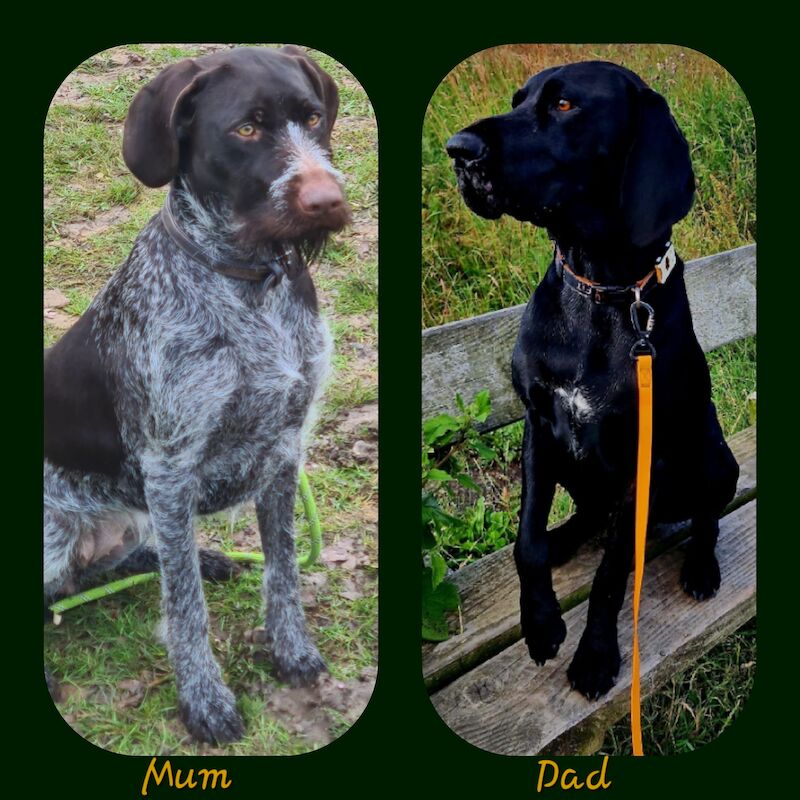 Pointer puppies for deals sale