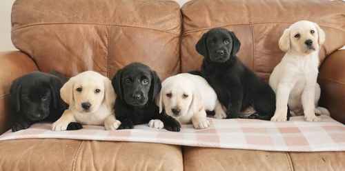 Stunning Health Tested Labrador Puppies for sale in Swansea