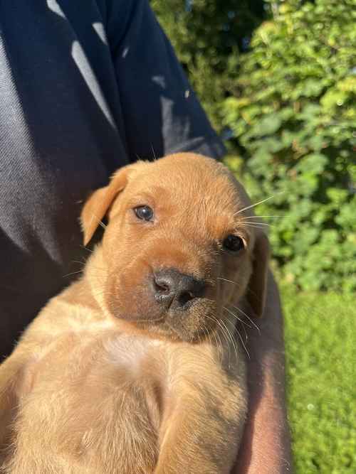 Stunning KC Fox Red Labradors for Sale in Hexham, Northumberland