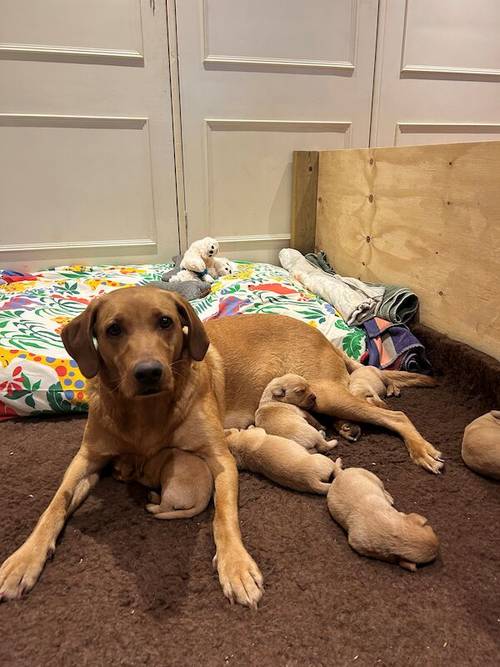 Stunning KC Fox Red Labs - Ready 03/04 for sale in Pulborough, West Sussex - Image 5