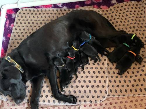 Stunning KC Labrador Puppies for sale in Worthing, West Sussex - Image 1