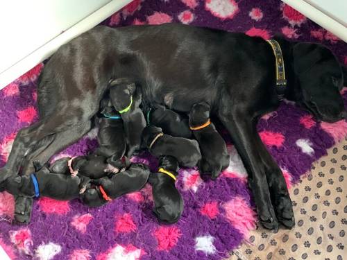 Stunning KC Labrador Puppies for sale in Worthing, West Sussex - Image 2