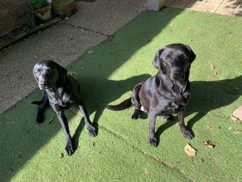 Stunning KC Labrador Puppies for sale in Worthing, West Sussex - Image 3