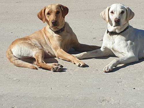 Stunning kc labrador golden girl pup for sale in Malton, North Yorkshire - Image 3