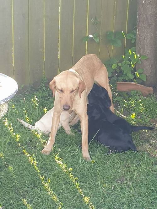 Stunning kc labrador golden girl pup for sale in Malton, North Yorkshire - Image 4