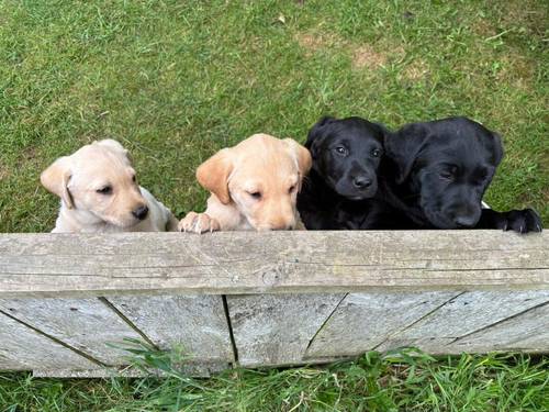 Stunning kc labrador golden girl pup for sale in Malton, North Yorkshire - Image 2