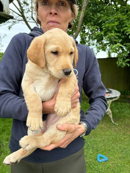 Stunning kc labrador golden girl pup for sale in Malton, North Yorkshire - Image 5