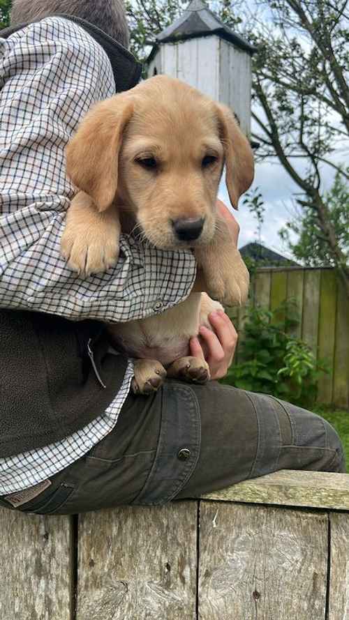 Stunning kc labrador golden girl pup for sale in Malton, North Yorkshire