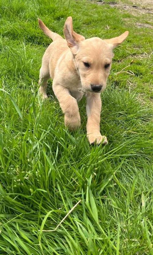 Stunning kc labrador golden girl pup for sale in Malton, North Yorkshire - Image 6