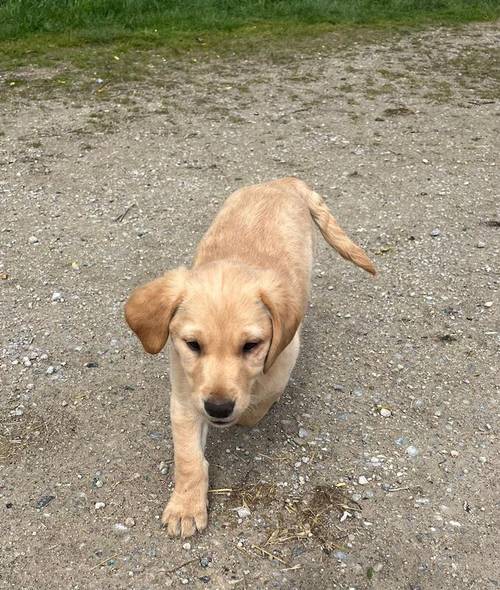 Stunning kc labrador golden girl pup for sale in Malton, North Yorkshire - Image 7