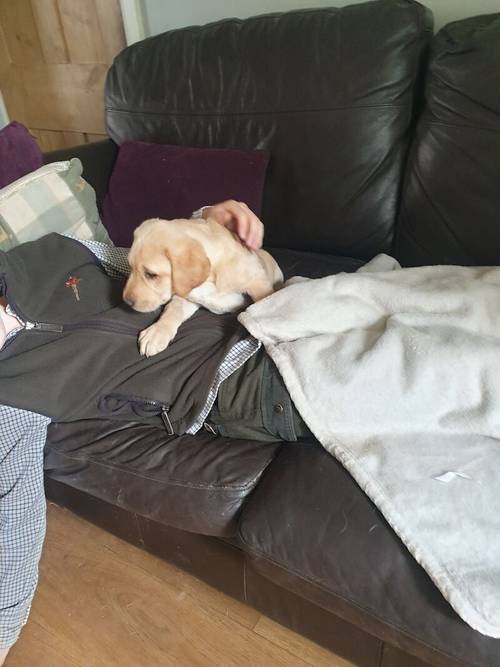 Stunning kc labrador golden girl pup for sale in Malton, North Yorkshire - Image 9