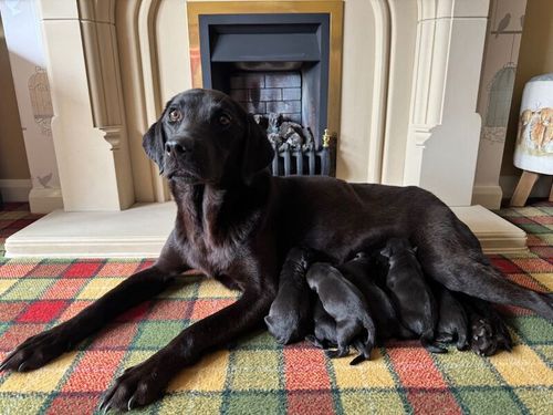 Stunning KC pups from health tested parents and many FTCH/Ws for sale in Mansfield, Nottinghamshire