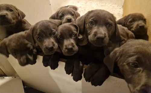 Stunning kc reg charcoal and silver labrador puppies for sale in Walsall, West Midlands