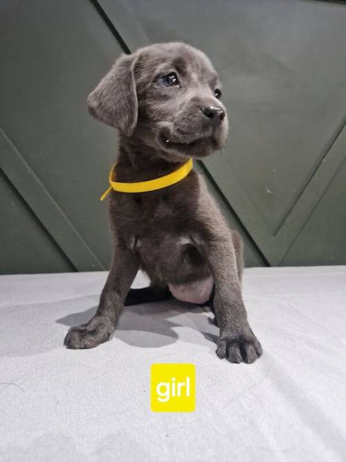 Stunning kc reg charcoal and silver labrador puppies for sale in Walsall, West Midlands - Image 4