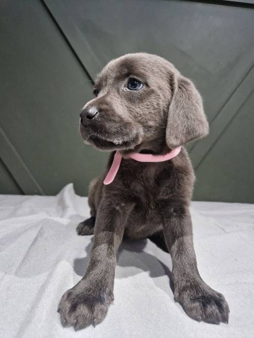 Stunning kc reg charcoal and silver labrador puppies for sale in Walsall, West Midlands - Image 8