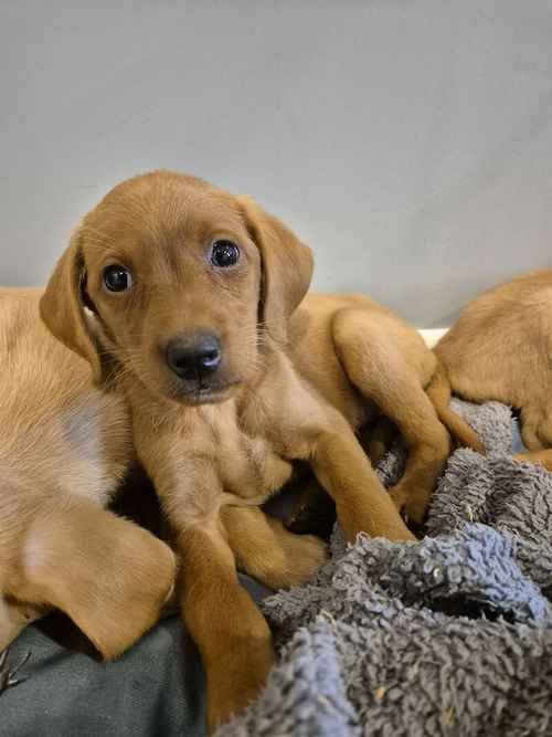 Stunning KC Reg Fox red Girls Labrador Puppies Ready 8th June for sale in Littleport, Cambridgeshire