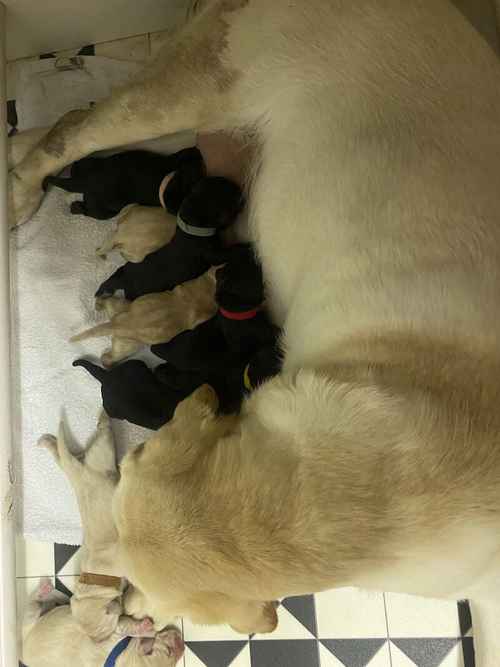 Stunning Kc Reg Labrador puppies for sale in Aldbrough, East Riding of Yorkshire