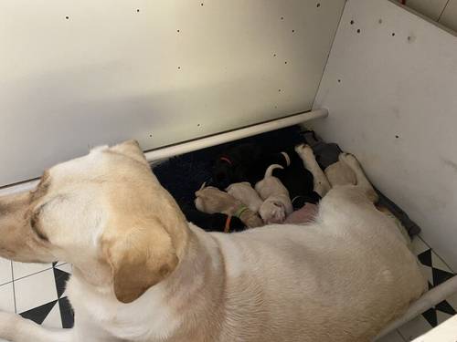 Stunning Kc Reg Labrador puppies for sale in Aldbrough, East Riding of Yorkshire - Image 2