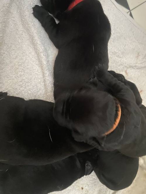 Stunning Kc Reg Labrador puppies for sale in Aldbrough, East Riding of Yorkshire - Image 3