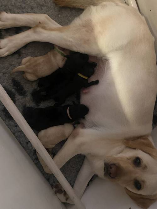 Stunning Kc Reg Labrador puppies for sale in Aldbrough, East Riding of Yorkshire - Image 4