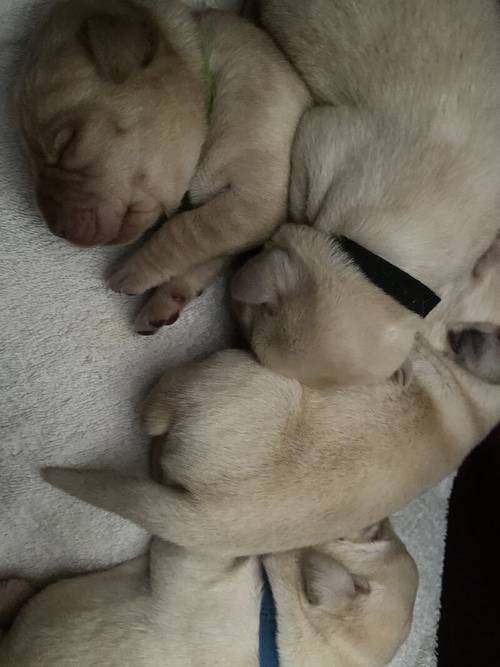 Stunning Kc Reg Labrador puppies for sale in Aldbrough, East Riding of Yorkshire - Image 5