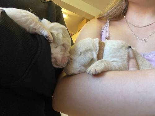 Stunning Kc Reg Labrador puppies for sale in Aldbrough, East Riding of Yorkshire - Image 6