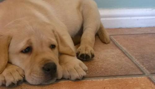 Stunning Kc Reg Labrador puppies for sale in Aldbrough, East Riding of Yorkshire - Image 7