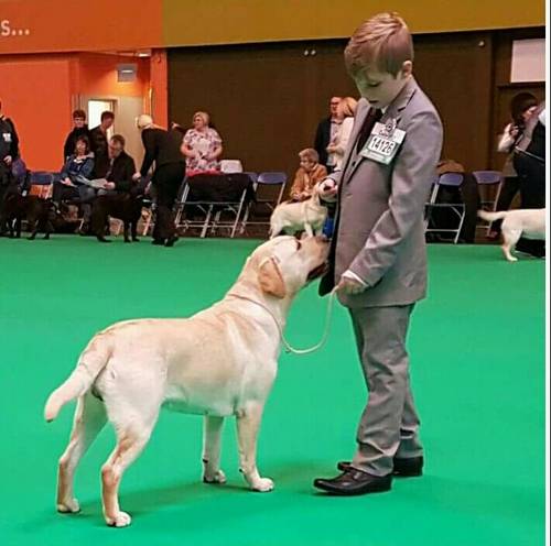 Stunning Kc Reg Labrador puppies for sale in Aldbrough, East Riding of Yorkshire - Image 8