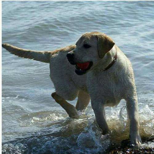 Stunning Kc Reg Labrador puppies for sale in Aldbrough, East Riding of Yorkshire - Image 9