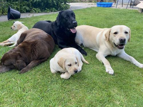 Stunning Kc Reg Labrador puppies for sale in Aldbrough, East Riding of Yorkshire - Image 10