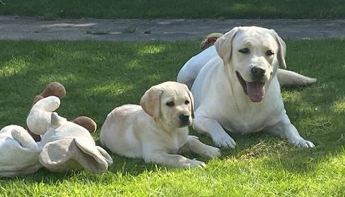 Stunning Kc Reg Labrador puppies for sale in Aldbrough, East Riding of Yorkshire - Image 11