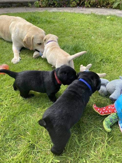 Stunning Kc Reg Labrador puppies for sale in Aldbrough, East Riding of Yorkshire - Image 12