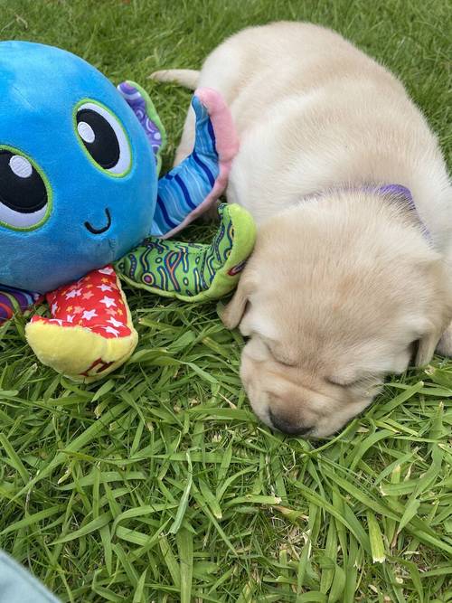 Stunning Kc Reg Labrador puppies for sale in Aldbrough, East Riding of Yorkshire - Image 13