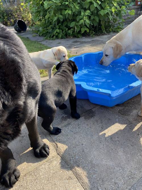 Stunning Kc Reg Labrador puppies for sale in Aldbrough, East Riding of Yorkshire - Image 14