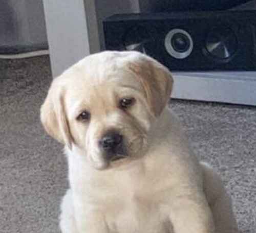 Stunning Kc Reg Labrador puppies for sale in Aldbrough, East Riding of Yorkshire