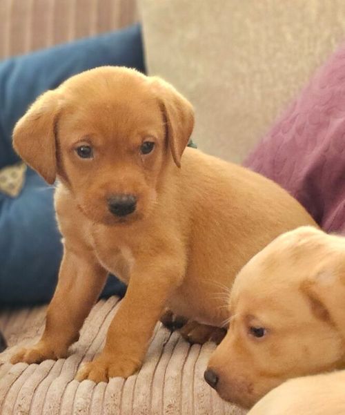 Stunning KC Reg Litter 1 Red Girl Available for sale in Dereham, Norfolk