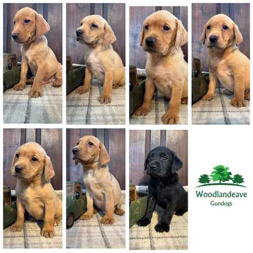 Stunning KC reg pups with health tests and many FTCH/Ws for sale in Rainworth, Nottinghamshire