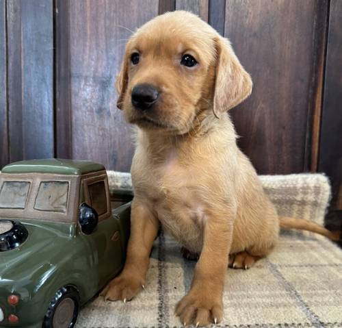 Stunning KC reg pups with health tests and many FTCH/Ws for sale in Rainworth, Nottinghamshire - Image 8