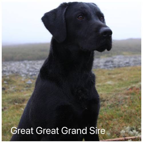 Stunning KC reg pups with health tests and many FTCH/Ws for sale in Rainworth, Nottinghamshire - Image 14