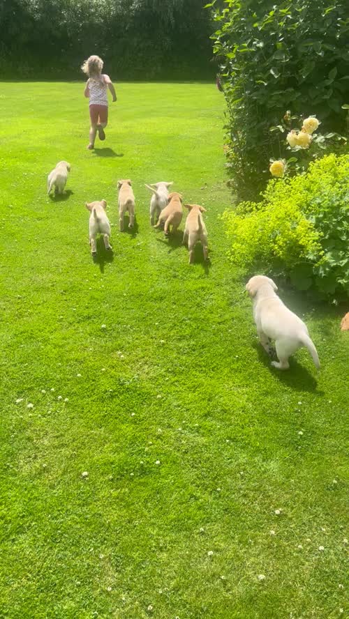 Stunning KC reg yellow Labrador puppies