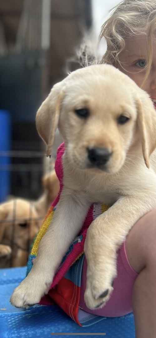 Stunning KC reg yellow Labrador puppies for sale in Bishop's Castle, Shropshire