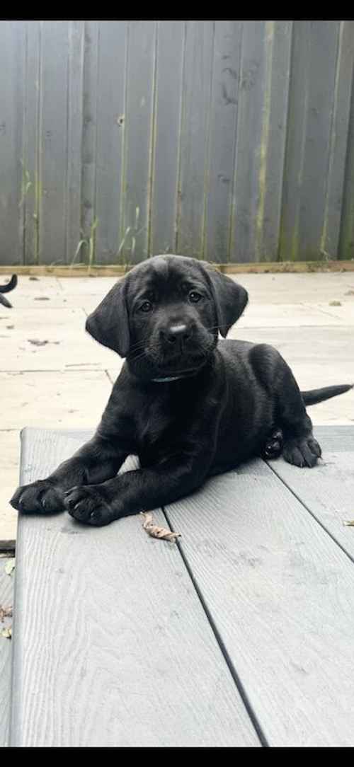 ***AVAILABLE ON WEDNESDAY*** KC REGISTERED BLACK LABRADOR BOYS for sale in Newcastle upon Tyne, Tyne and Wear