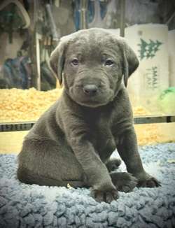 Stunning KC registered Extensively Health Tested Charcoal and Silver Labrador Puppies for sale in Horam, East Sussex | Image 2